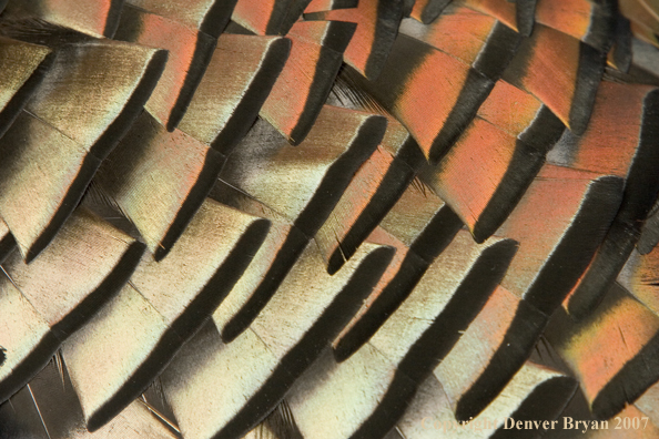 Eastern turkey feathers