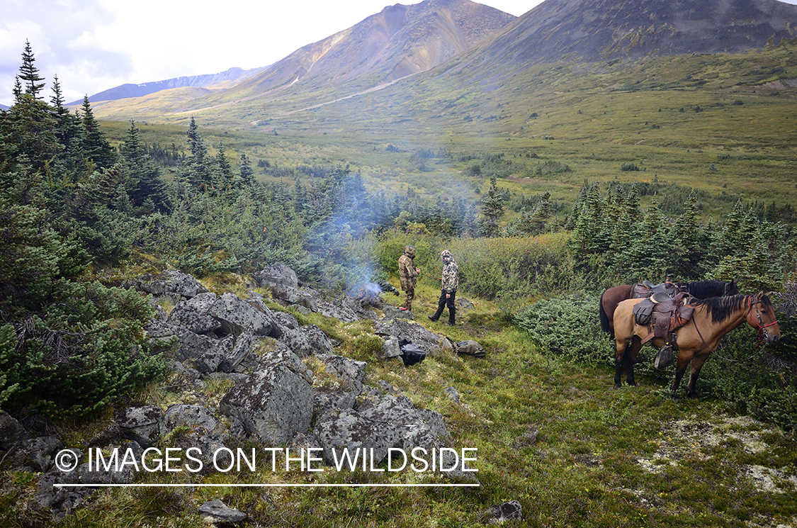 Stone sheep and Mountain goat hunting.