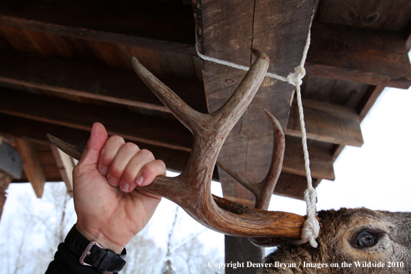 White-tailed deer hunter stands with buck hanging from cabin.