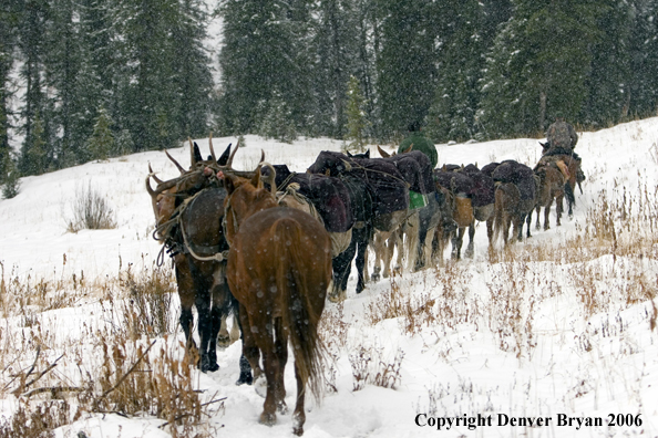 Elk hunters with bagged elk on horse packstring.  