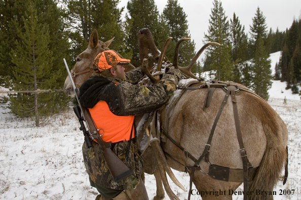 Elk hunter tying down elk rack on mule's back