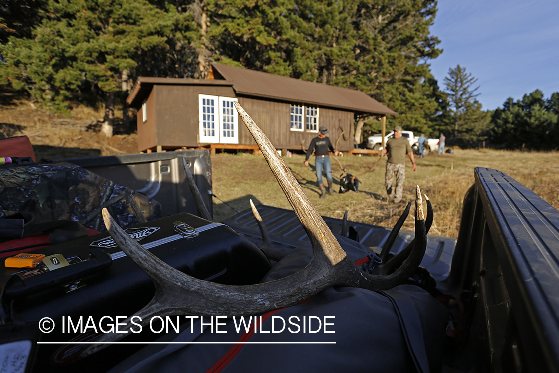 Hunters loading bagged bull elk into pickup.