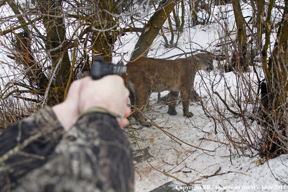 Hunter taking aim at mountain lion. 