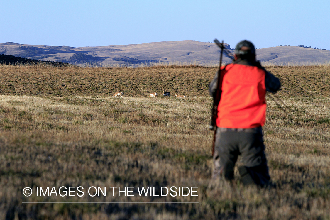 Pronghorn Antelope hunter glassing for antelope in field.