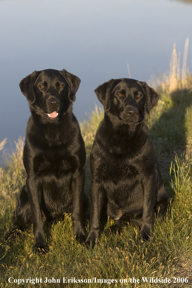 Black Labrador Retrievers