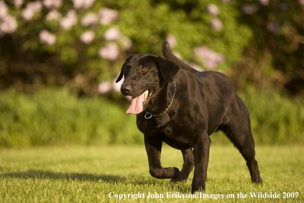 Black Labrador Retrievers