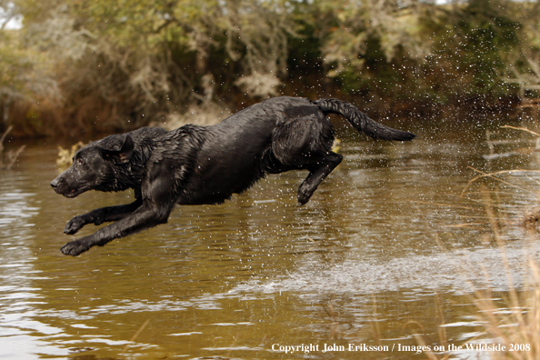 Black Labrador Retriever in field