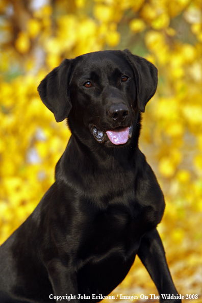 Black Labrador Retriever 