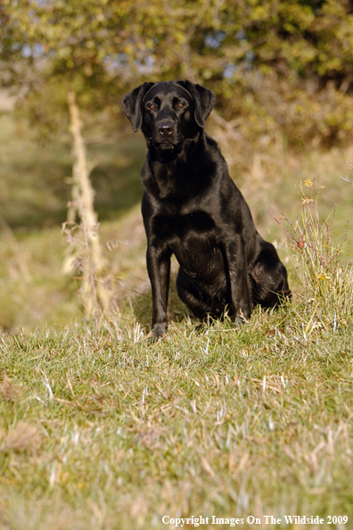 Black Labrador Retriever