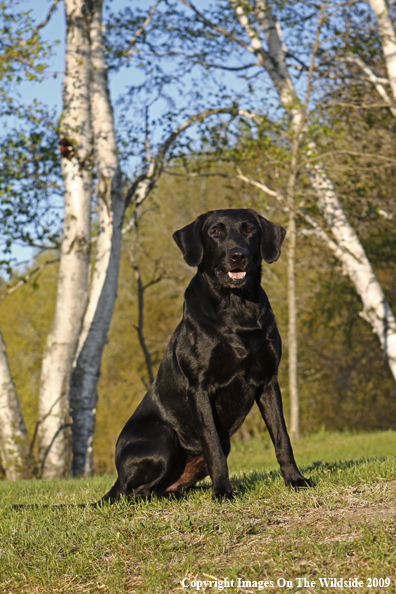 Black Labrador Retriever in field