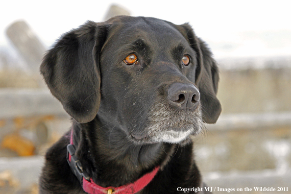 Black Labrador Retriever in winter. 