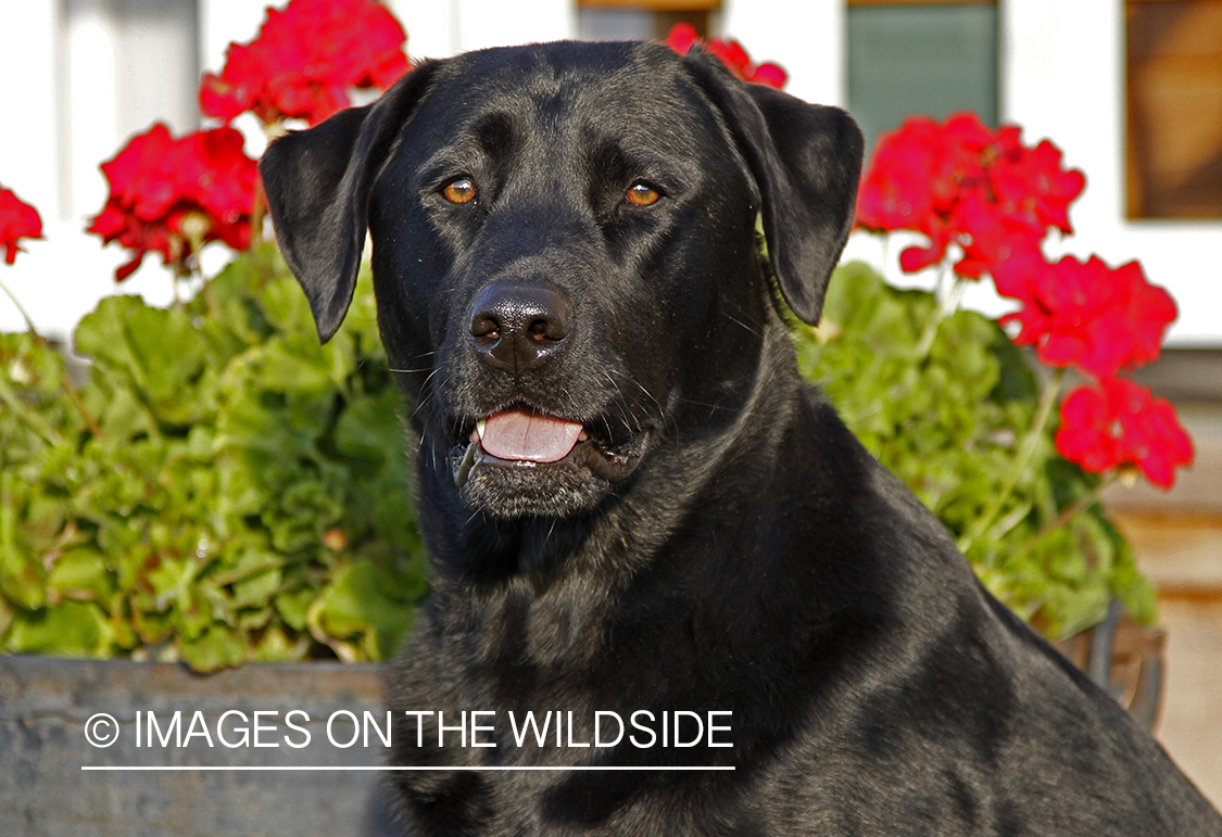 Black Labrador Retriever