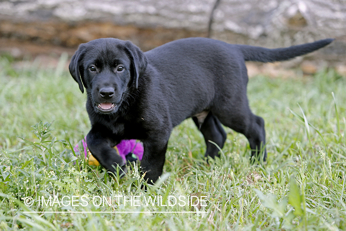 Black lab puppy in grass.