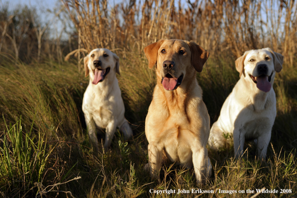 Yellow Labrador Retrievers in field