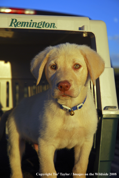 Yellow Labrador Puppy