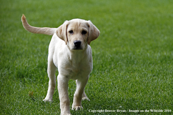 Yellow Labrador Retriever Puppy 