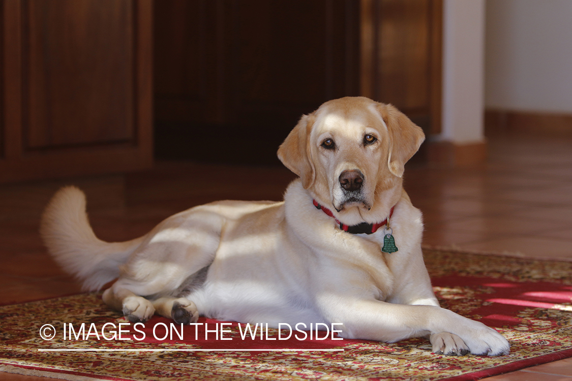 Yellow lab laying on rug.