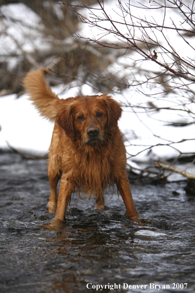 Golden Retriever iin the water