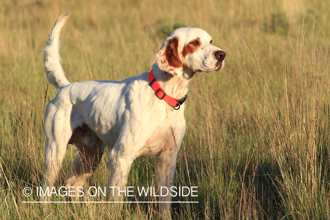 English setter.