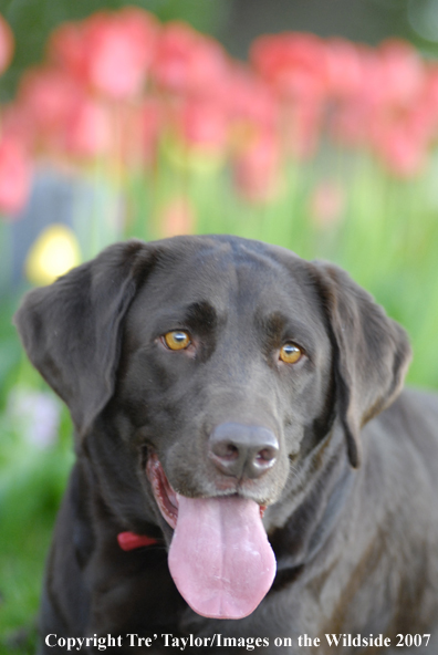 Chocolate Labrador Retriever