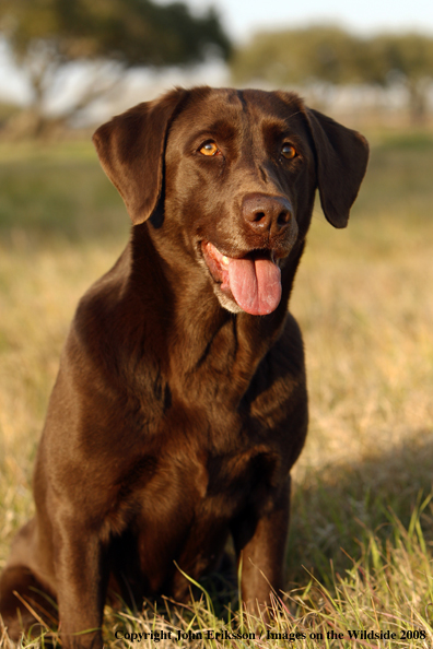 Chocolate Labrador Retriever in field