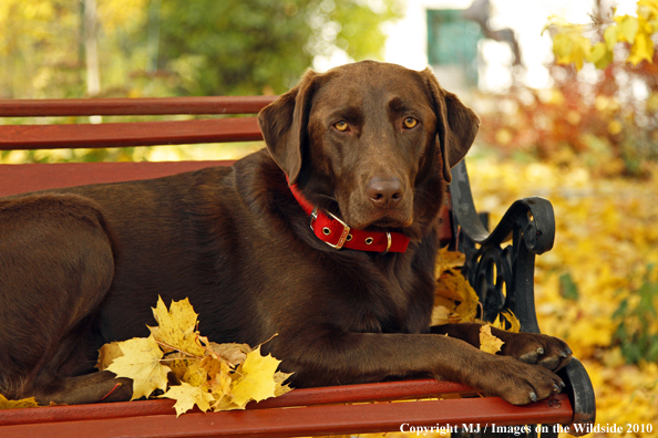 Chocolate Labrador Retriever