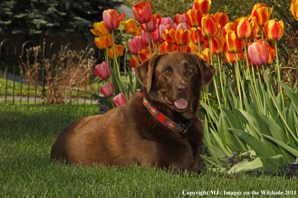 Chocolate Labrador Retriever.