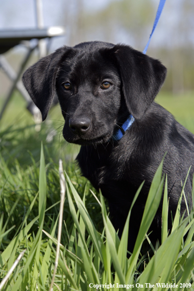 Black Labrador Retriever puppy in field