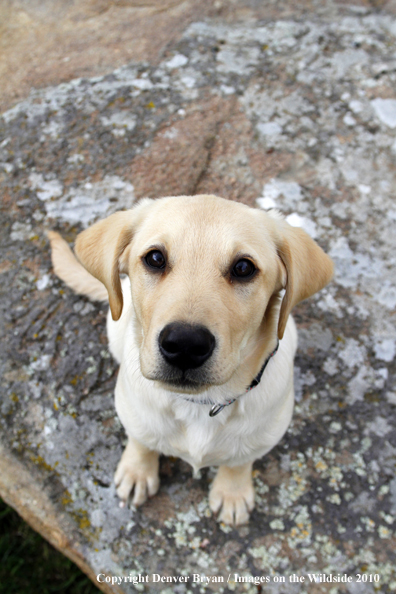 Yellow Labrador Retriever Puppy