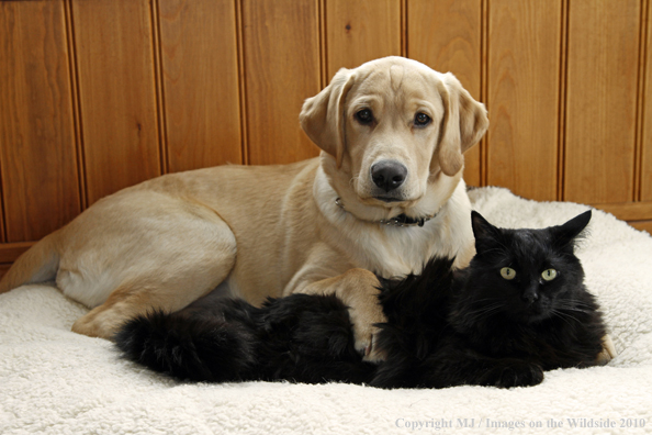 Yellow Labrador Retriver puppy with black cat. 