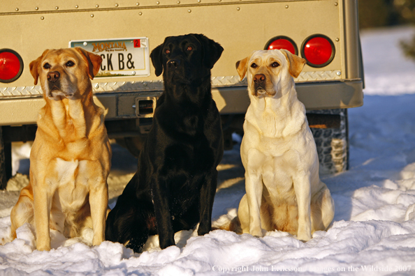 Black and Yellow Labrador Retrievers in field