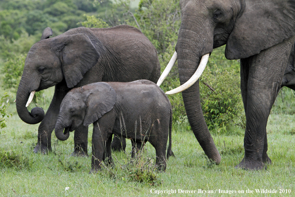 African Elephant (cow with calf)