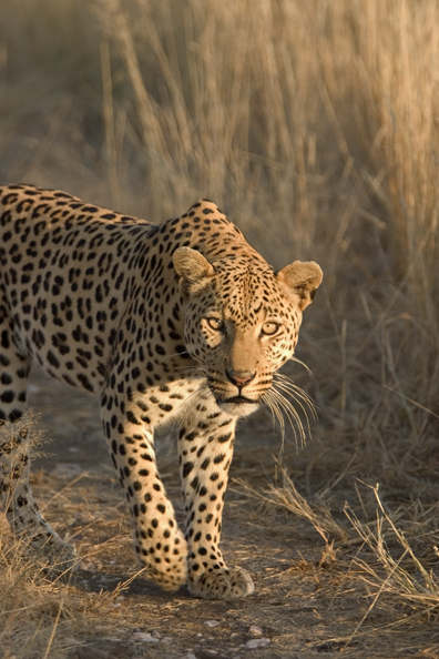 Leopard in habitat. Africa