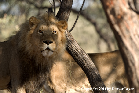 Male African lions in habitat. Africa