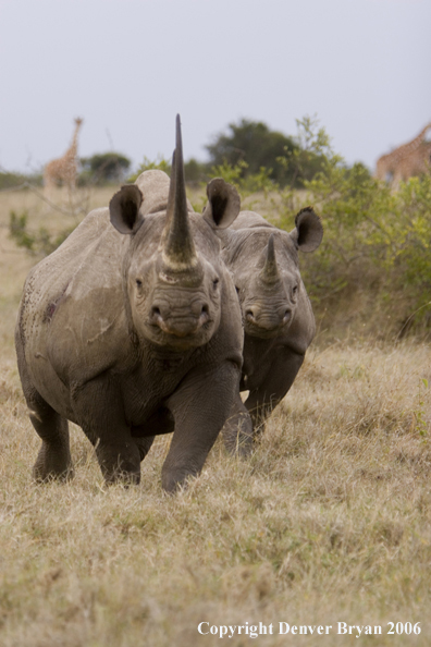 Black rhino in Africa.