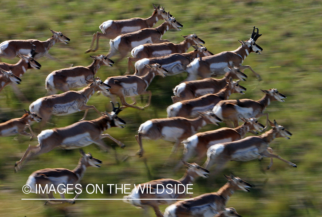 Pronghorned Antelope running in habitat