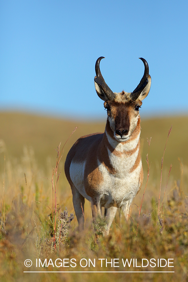 Pronghorn Antelope buck in habitat.