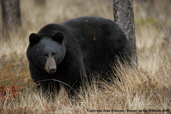 Black bear in habitat 