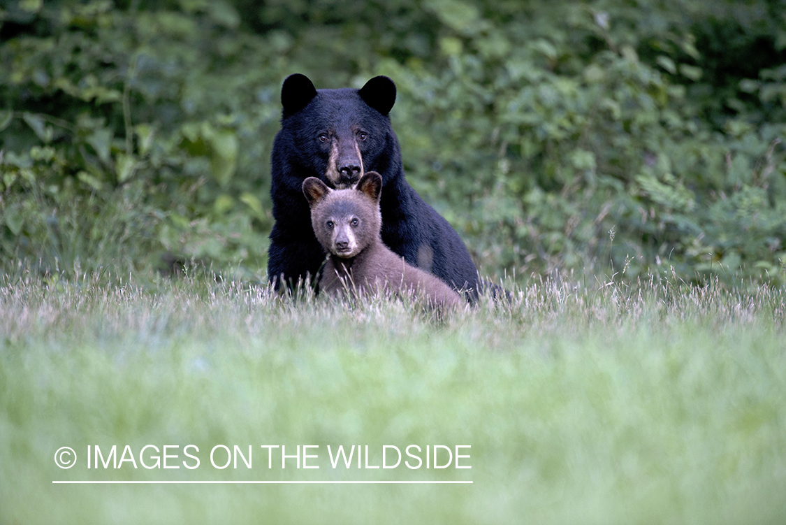 Black Bear with cub in habitat.