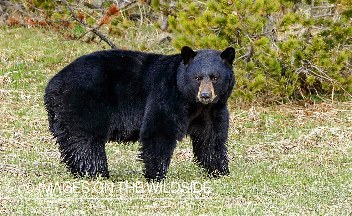 Black Bear in habitat.