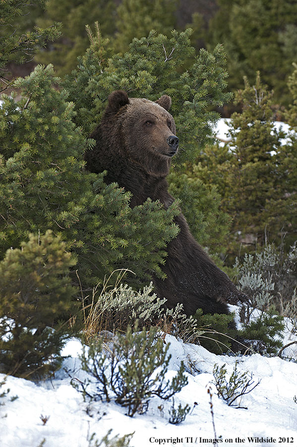 Grizzly Bear in habitat.