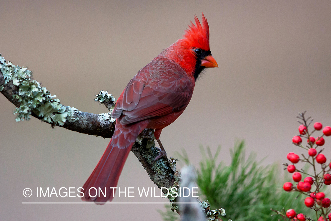 Northern cardinal in habitat.