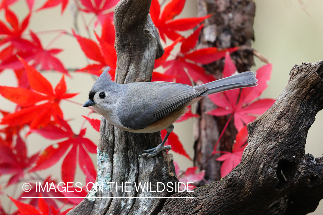 Tufted titmouse in habitat.