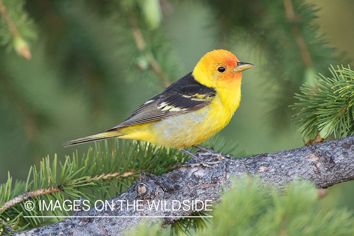 Western Tanager on branch.