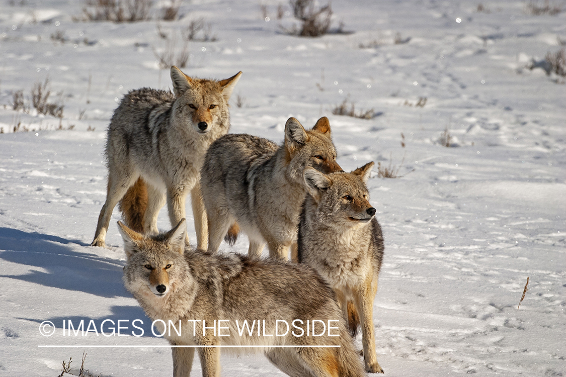 Coyote pack in snowy field.