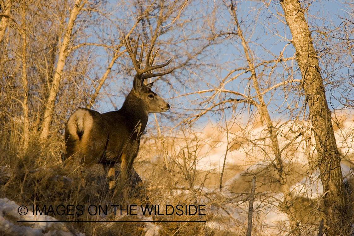 Mule deer in habitat.