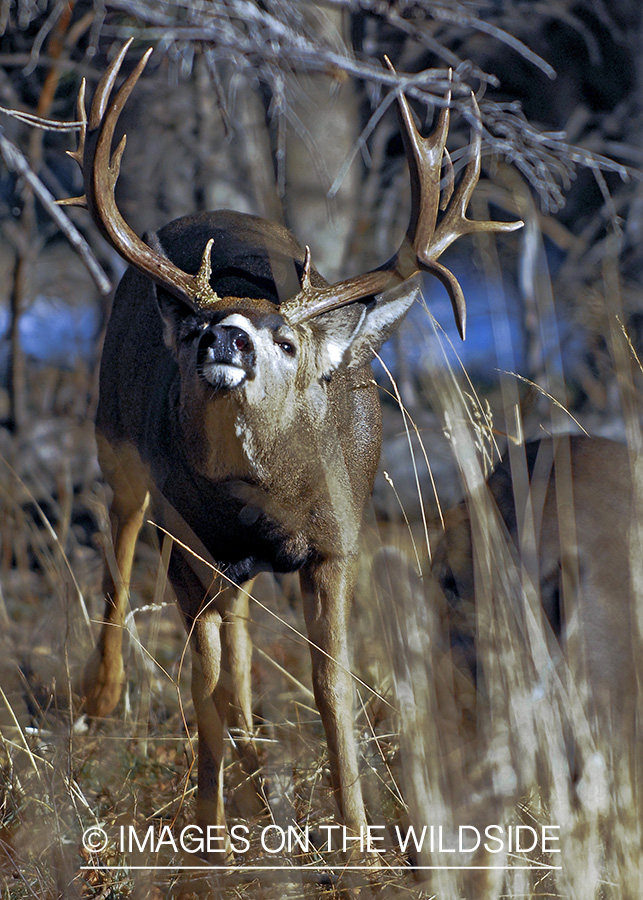 Mule deer 