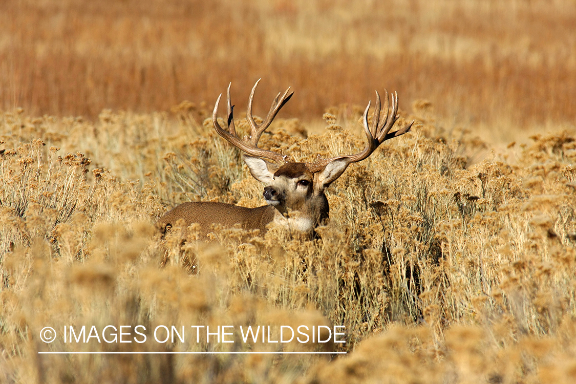 Mule deer buck in habitat. 