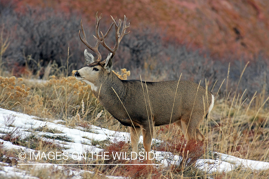 Mule deer buck in habitat. 