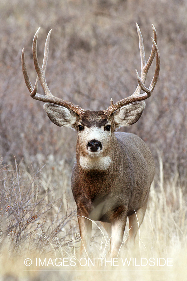 Mule Deer buck in habitat.